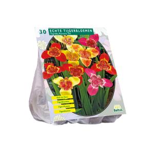 Baltus Tigridia Pavonia Mix bloembollen per 30 stuks